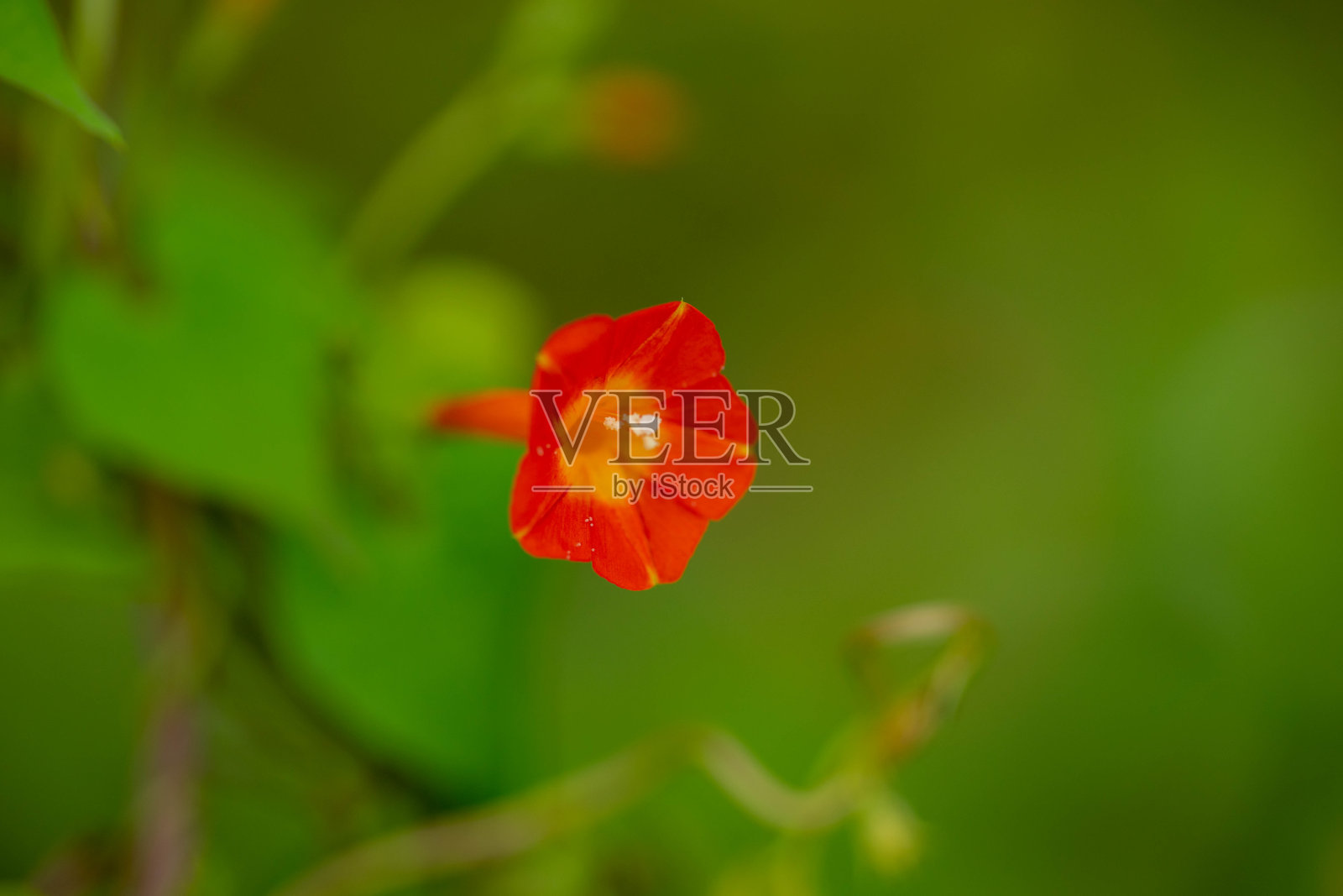 花照片摄影图片