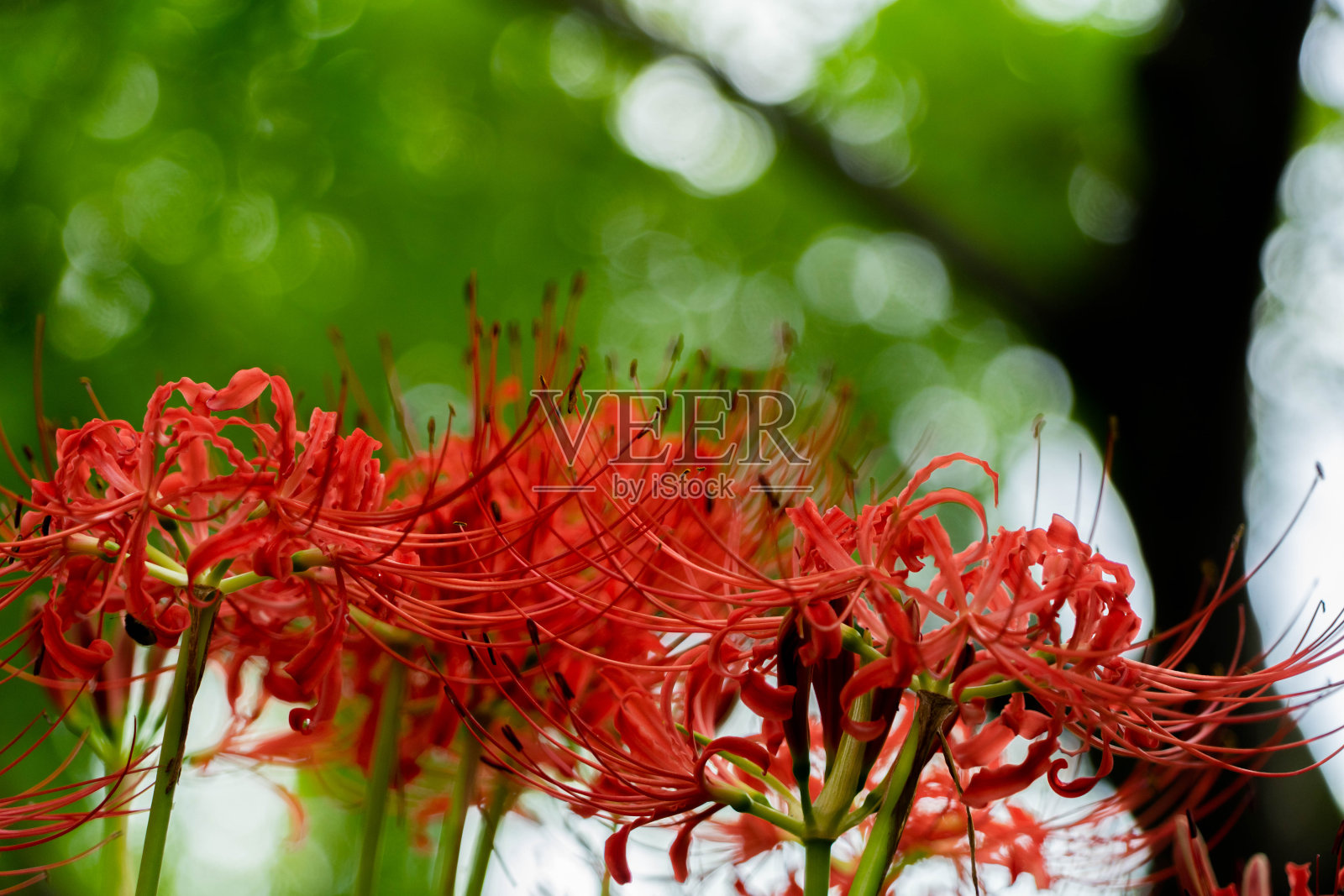 集群孤挺花照片摄影图片