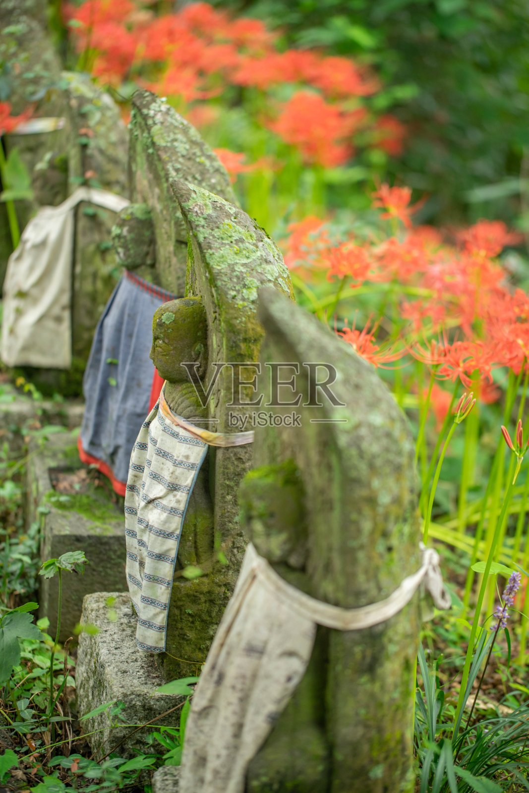 集群孤挺花照片摄影图片