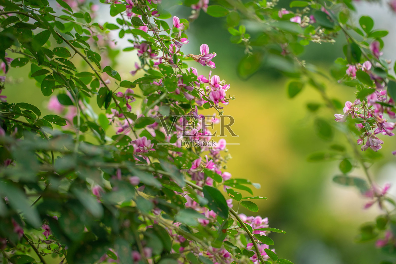 布什三叶草照片摄影图片