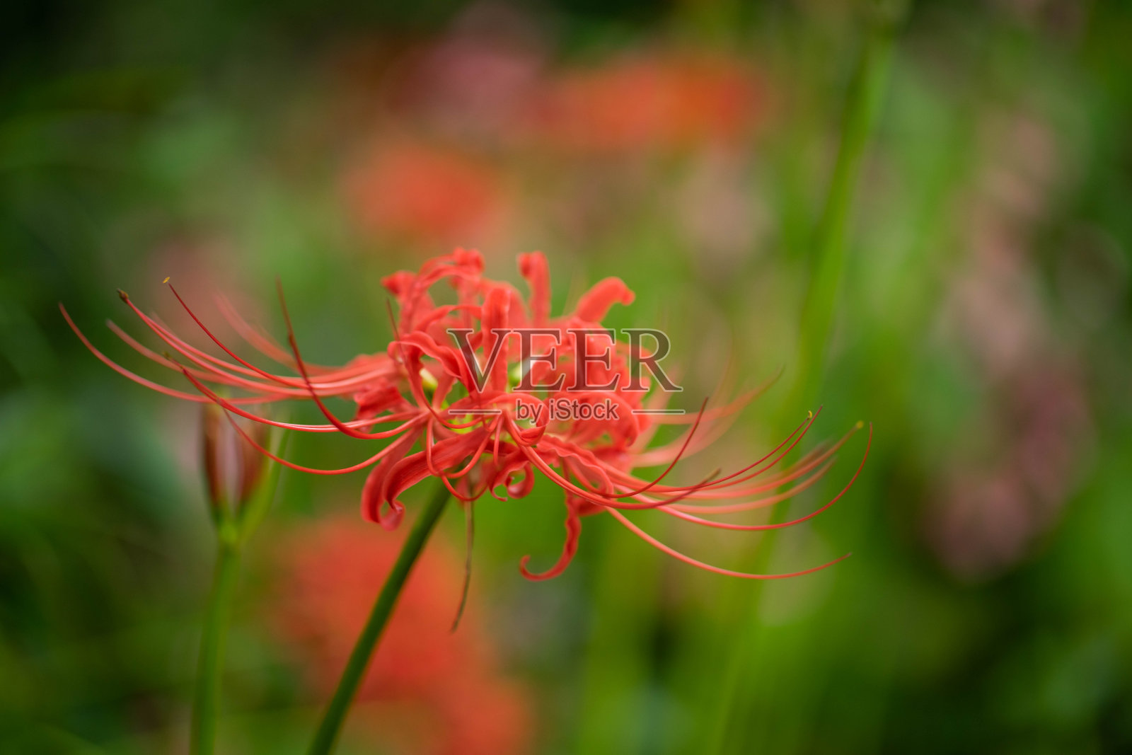 集群孤挺花照片摄影图片