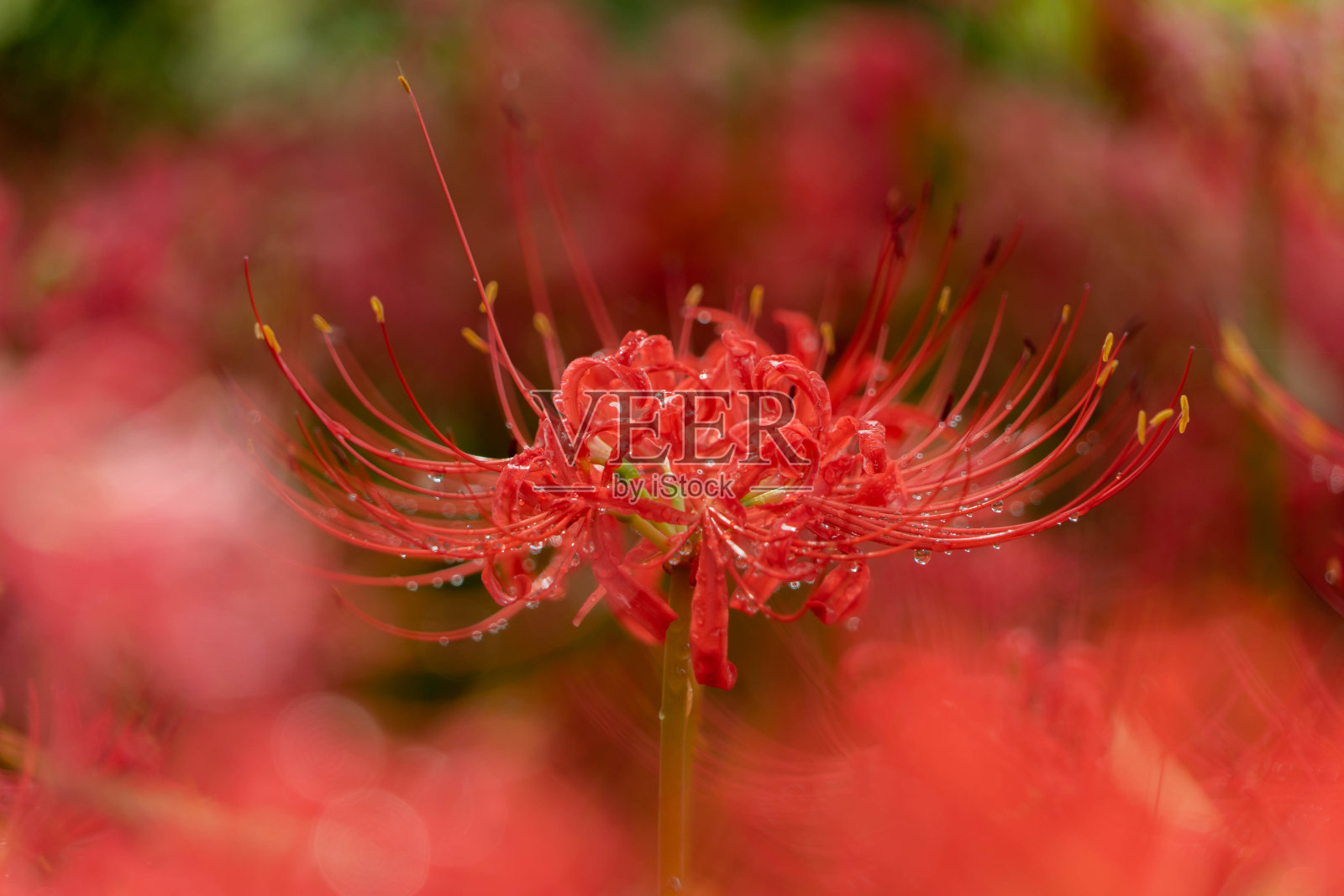 集群孤挺花照片摄影图片
