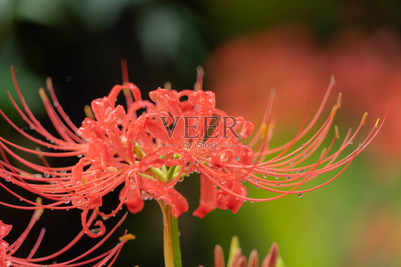 集群孤挺花照片摄影图片