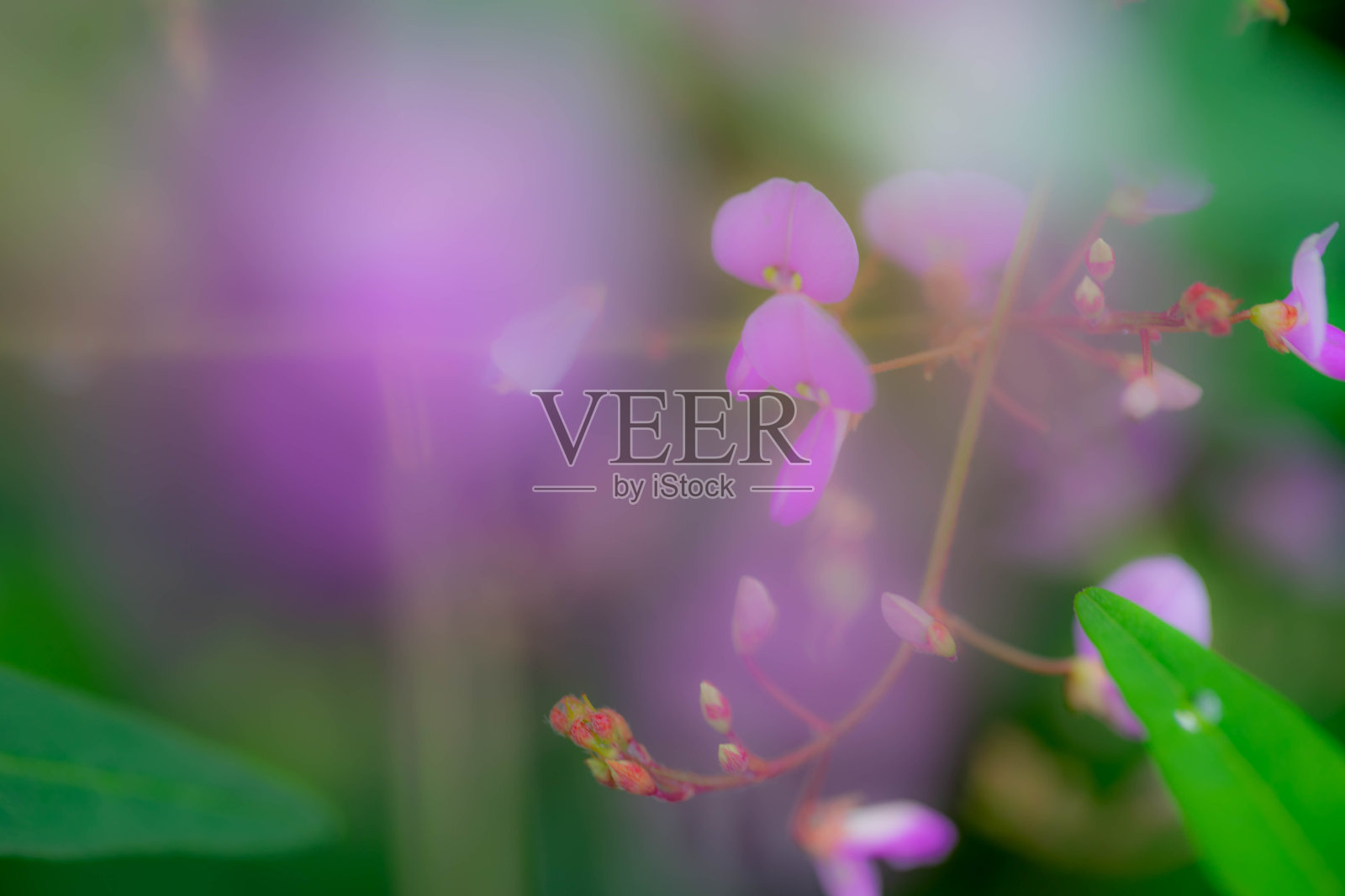 花照片摄影图片