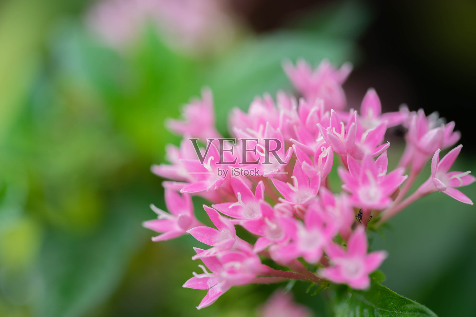 花照片摄影图片