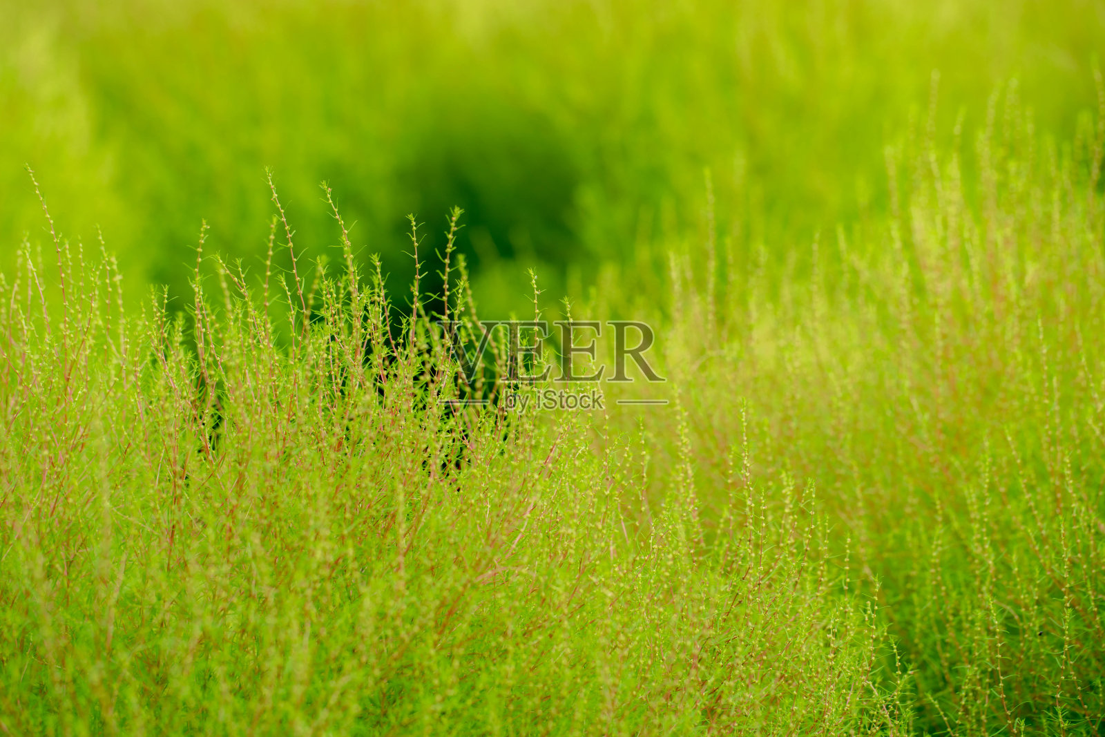 花照片摄影图片