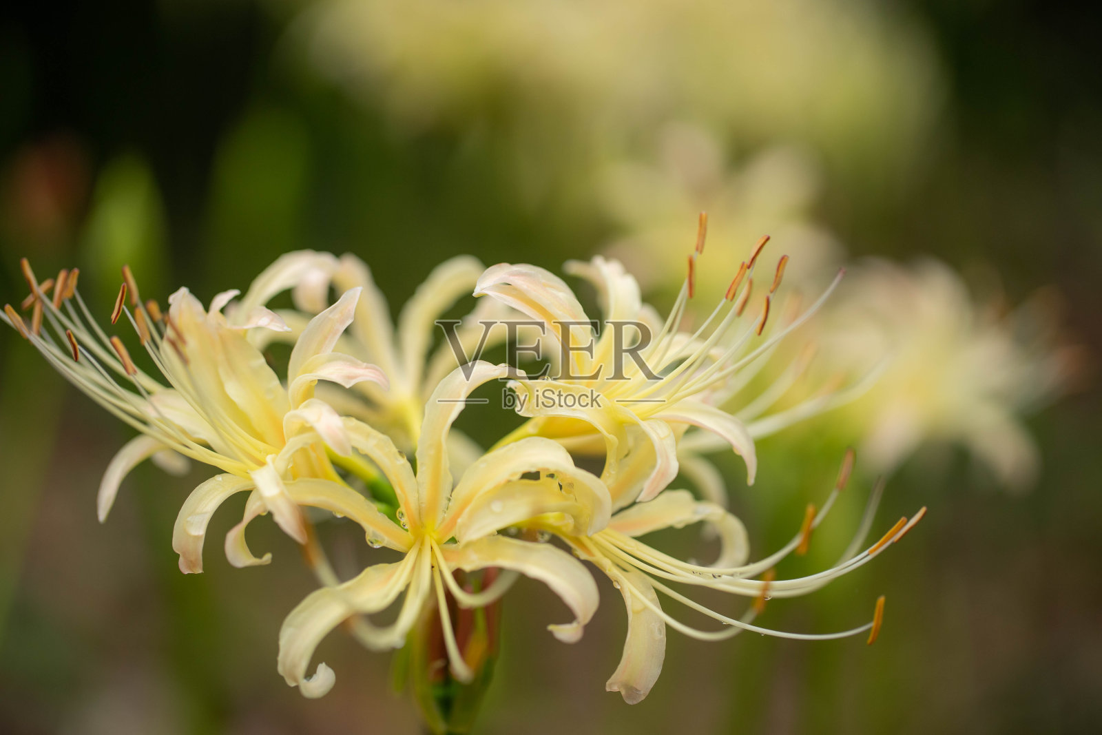 集群孤挺花照片摄影图片