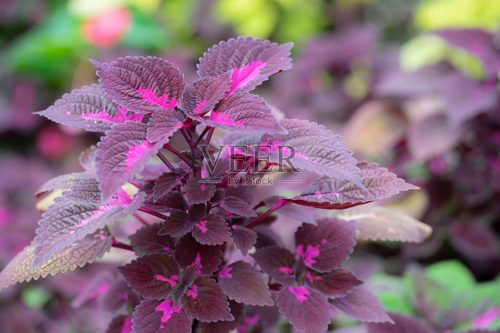 花照片摄影图片