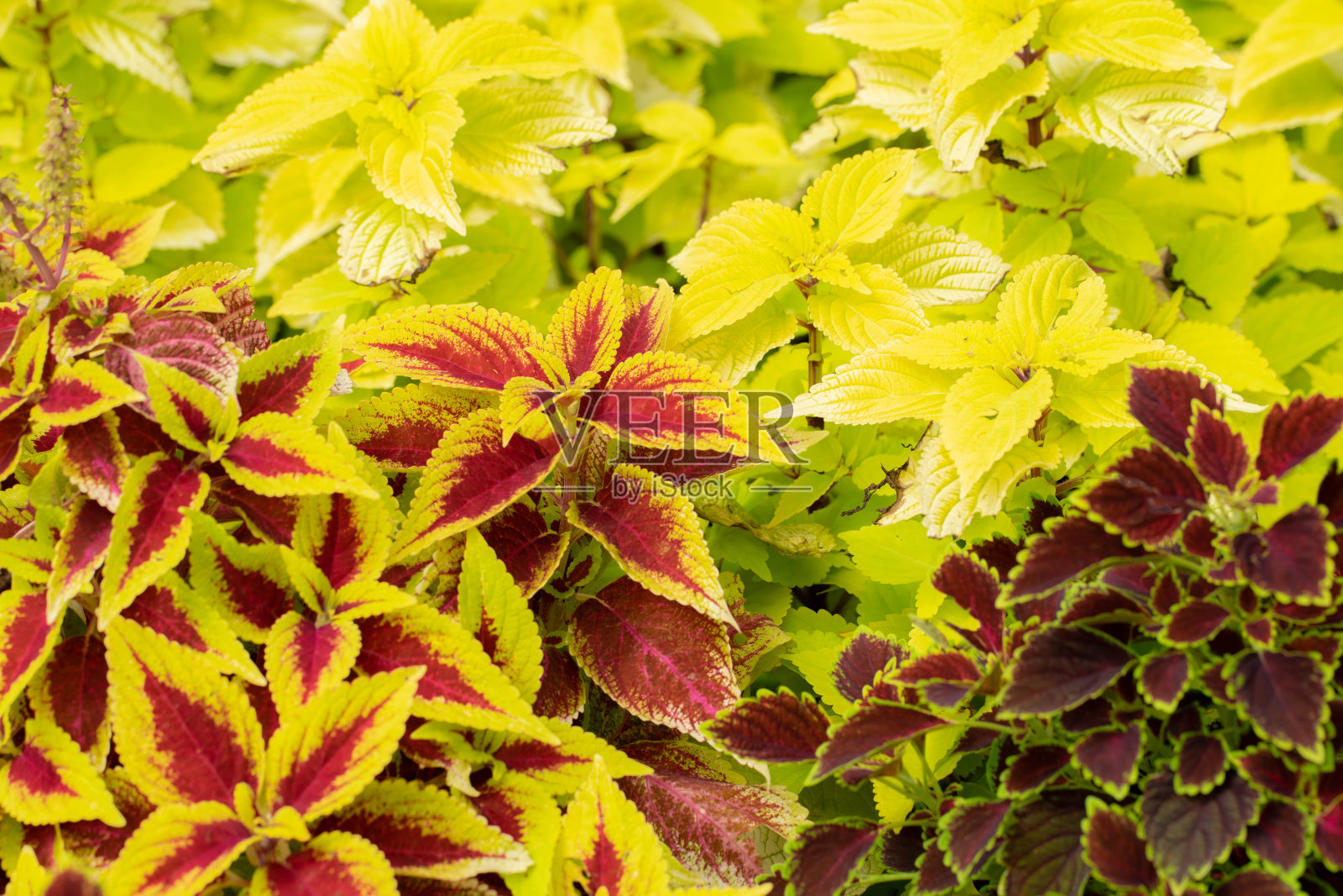 花照片摄影图片