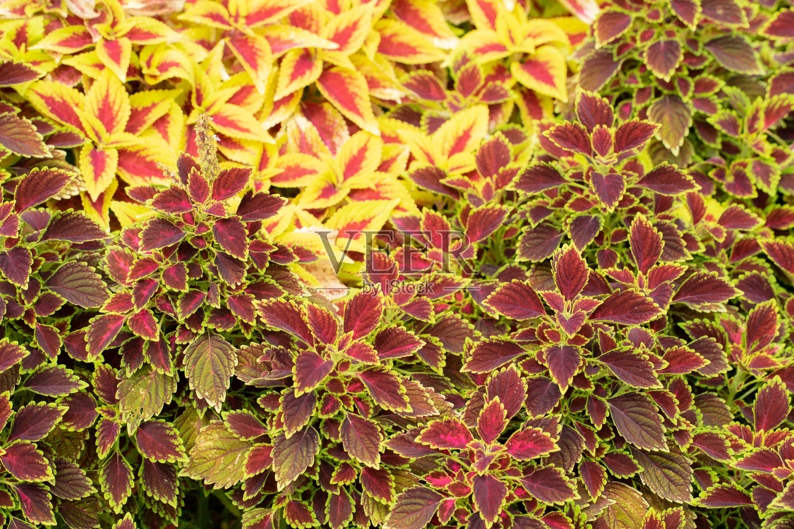 花照片摄影图片