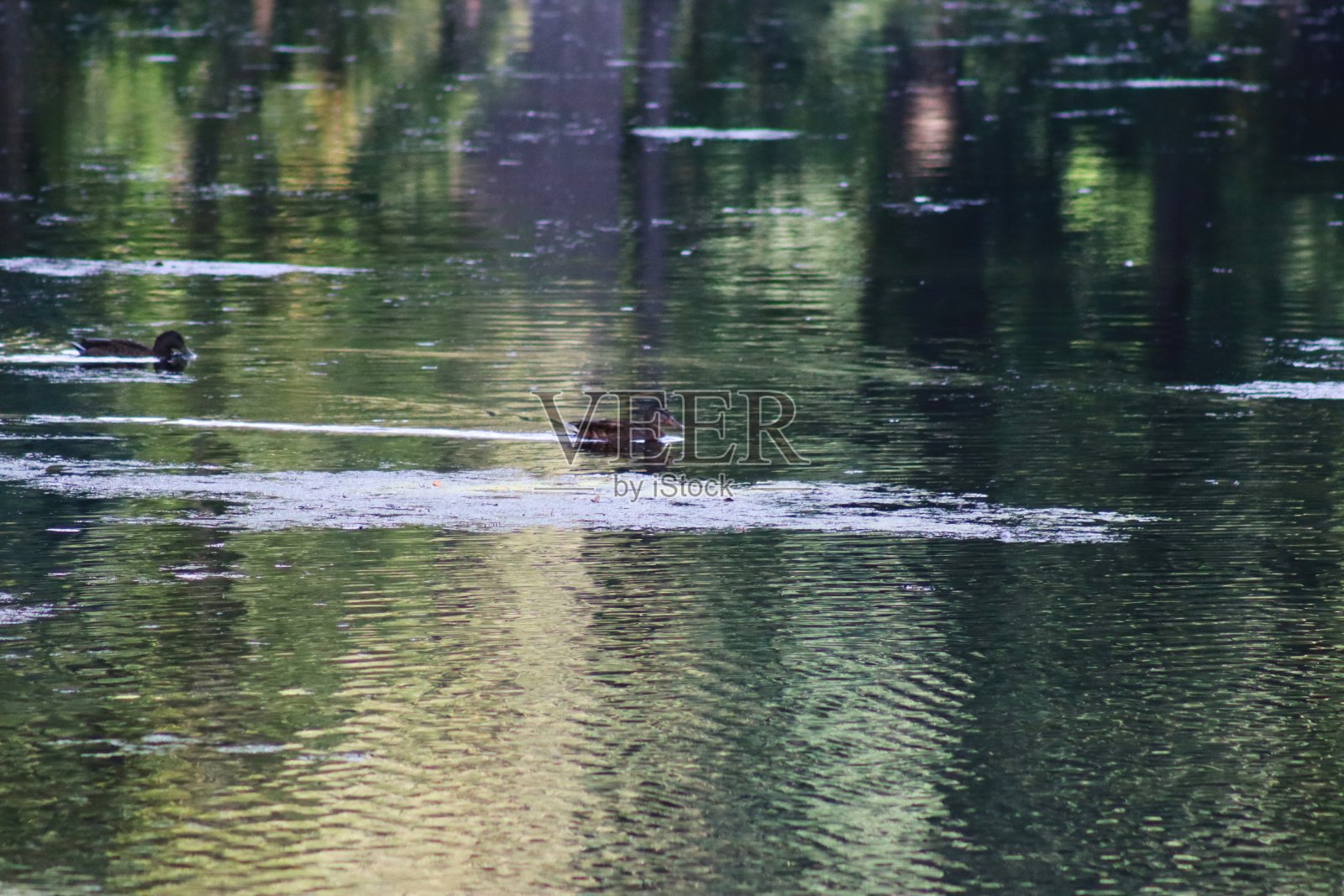 绿头鸭在它的自然栖息地照片摄影图片
