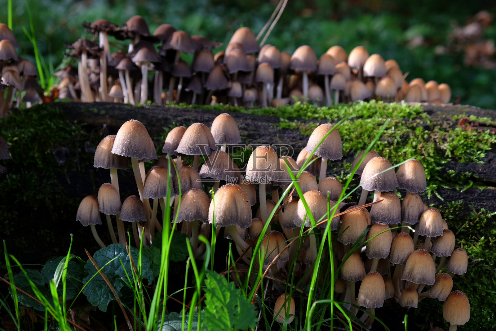 云母墨菇，俗称闪光墨菇或云母墨菇，生长在枯木上。照片摄影图片
