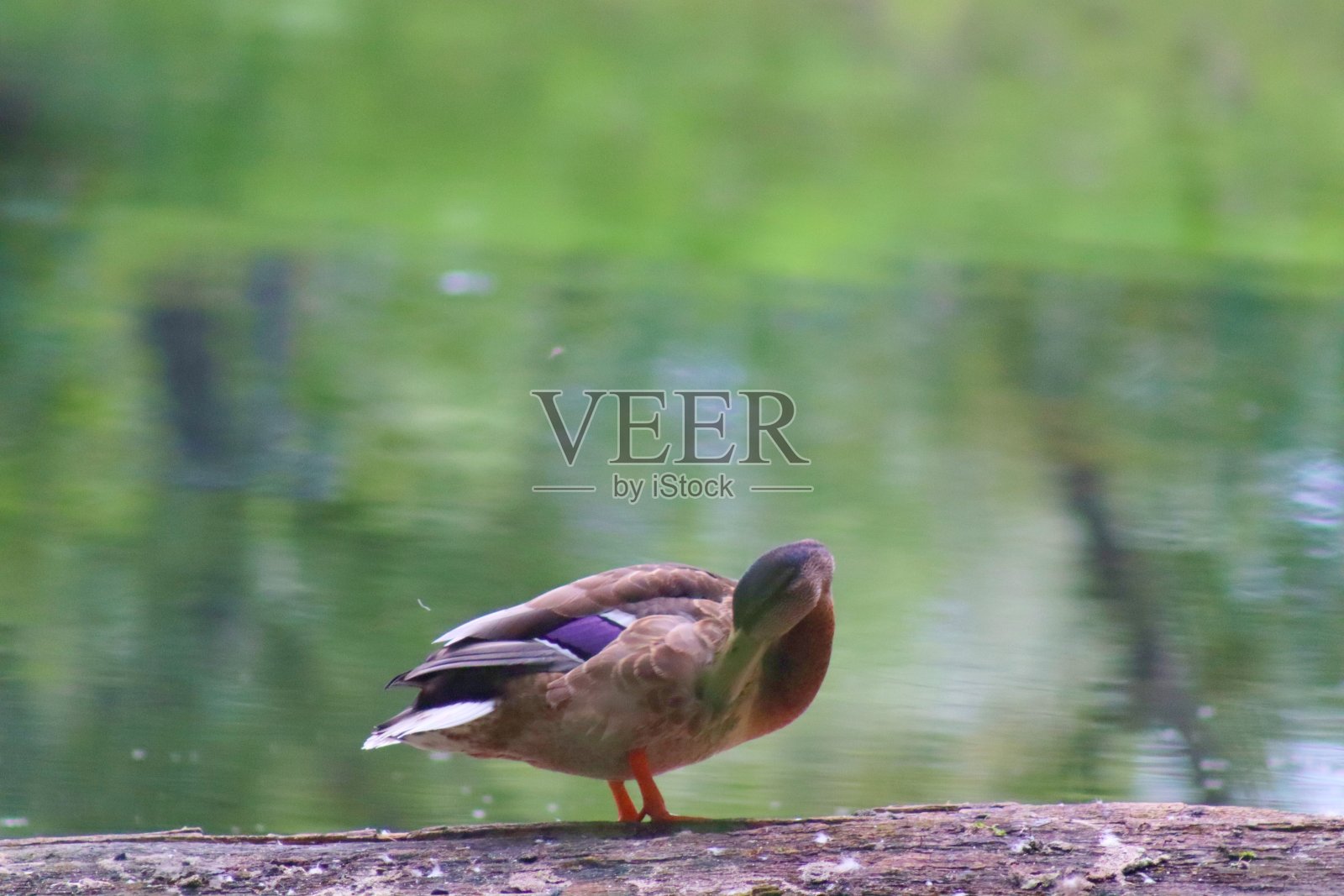 绿头鸭在它的自然栖息地照片摄影图片