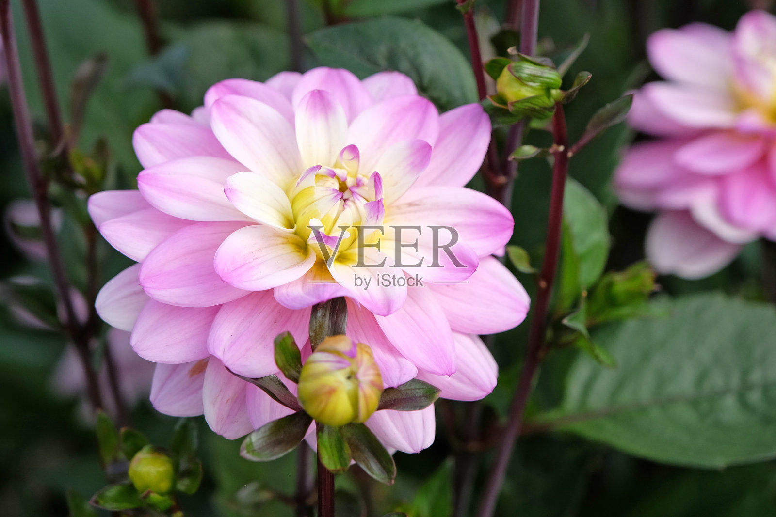 丁香紫色和白色小装饰重瓣大丽花'太平洋宝石'花。照片摄影图片