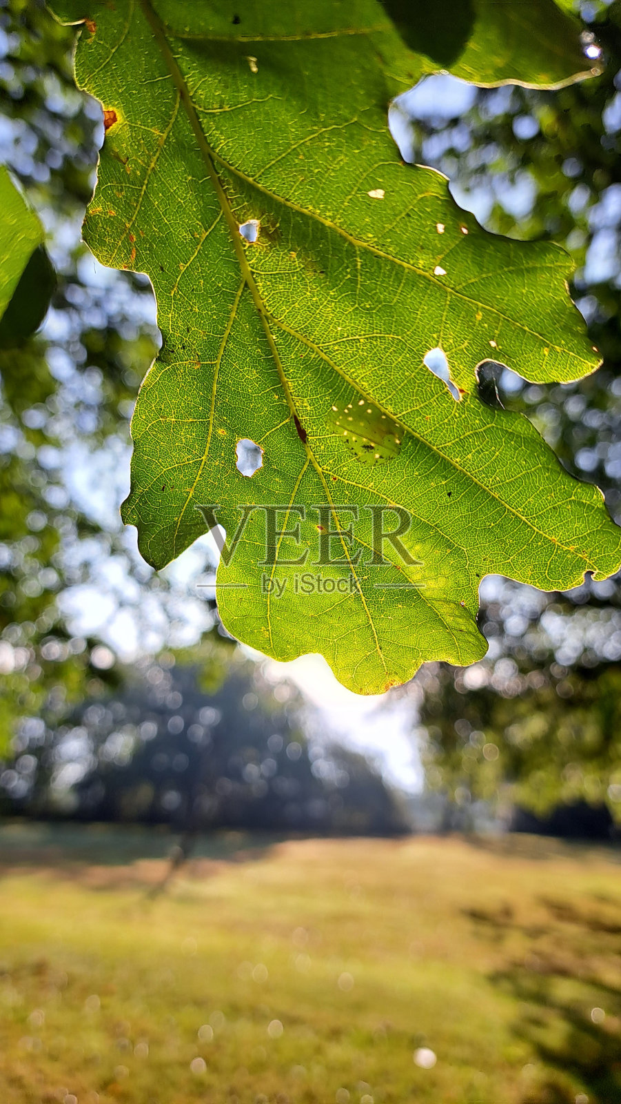 绿孔叶照片摄影图片