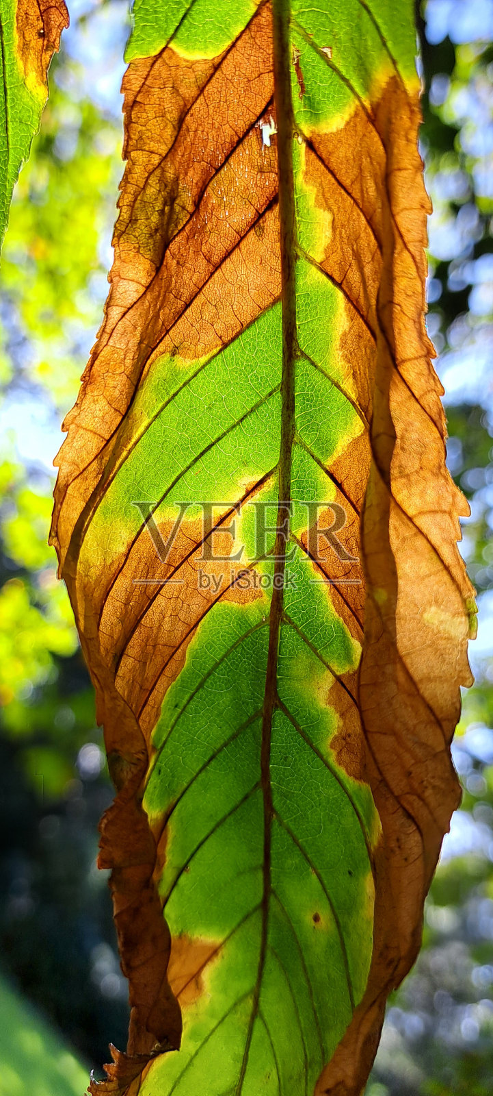 叶结构照片摄影图片