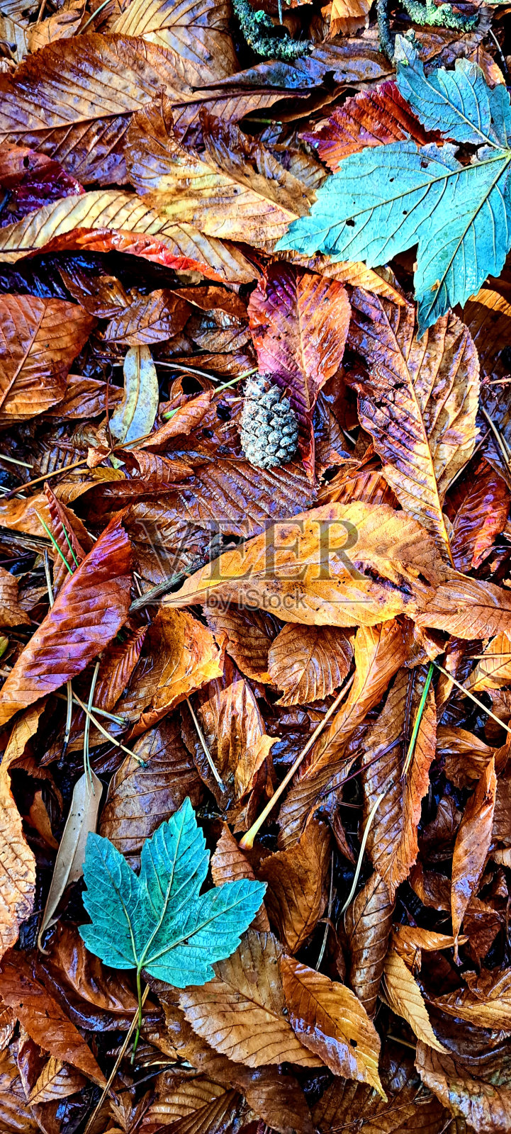 秋叶背景照片摄影图片