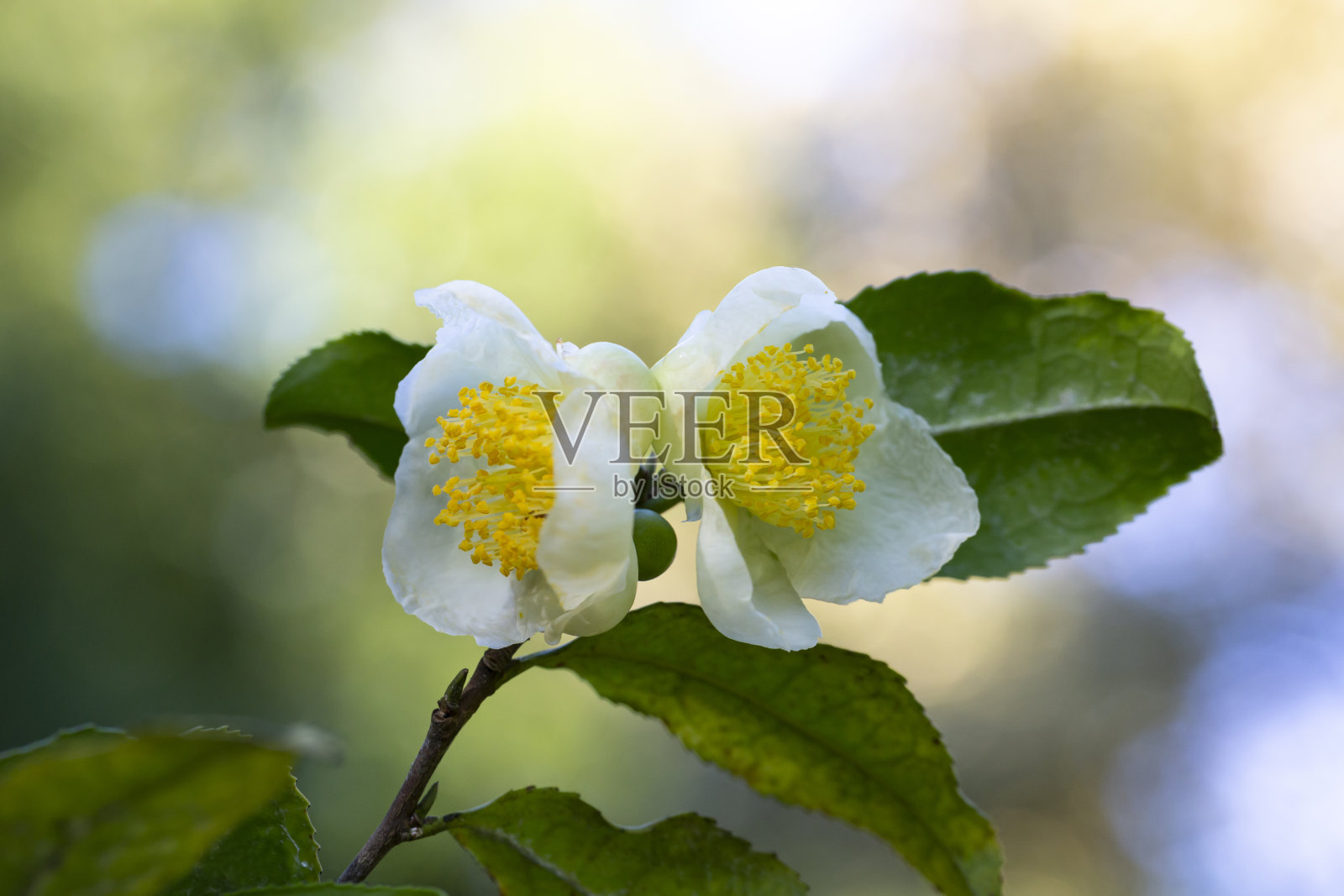 花丛白茶，山茶花。所有种类的茶都是由这种植物的叶子制成的:绿茶，红茶照片摄影图片