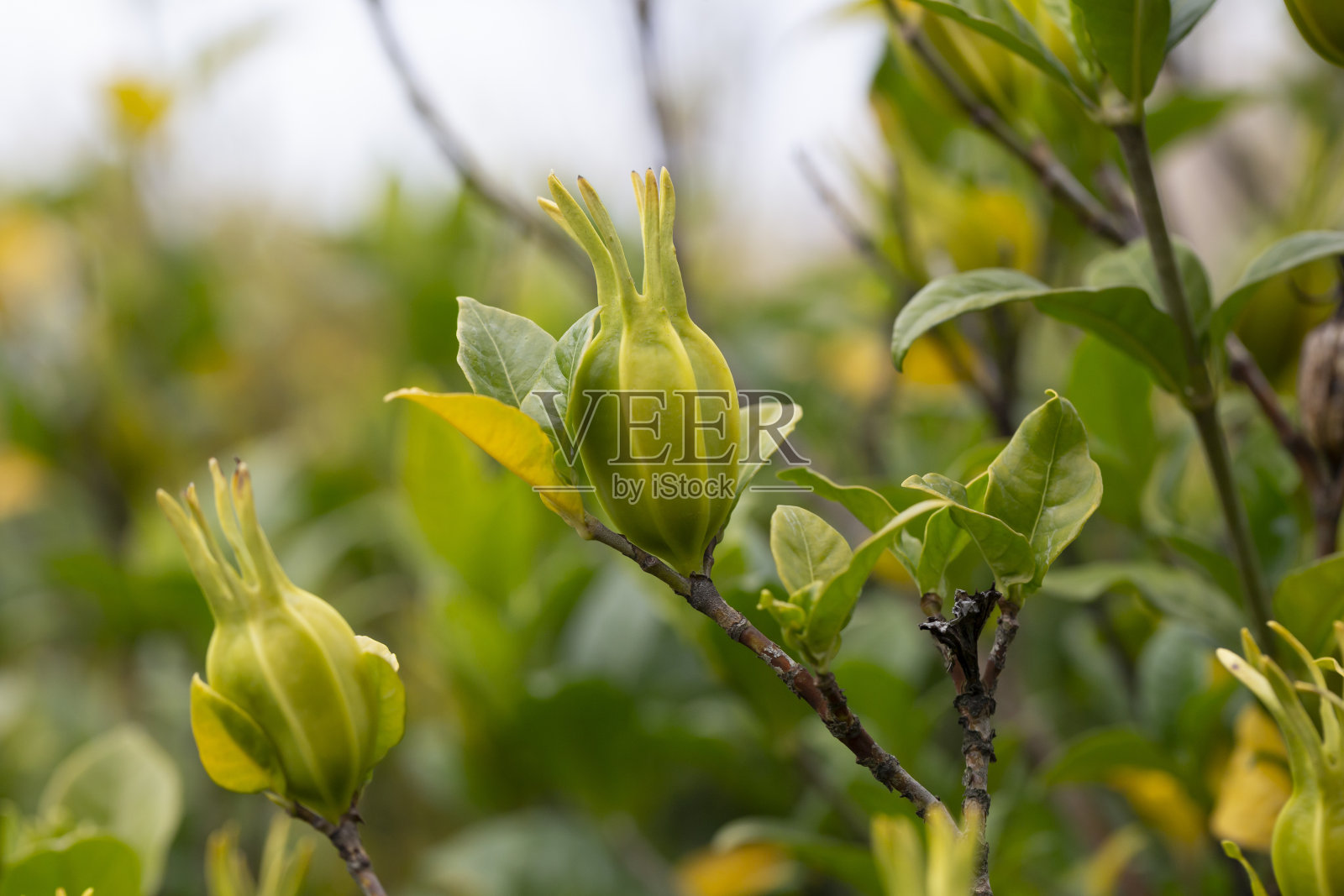 幼小的茉莉花果实在树上选择性集中。照片摄影图片