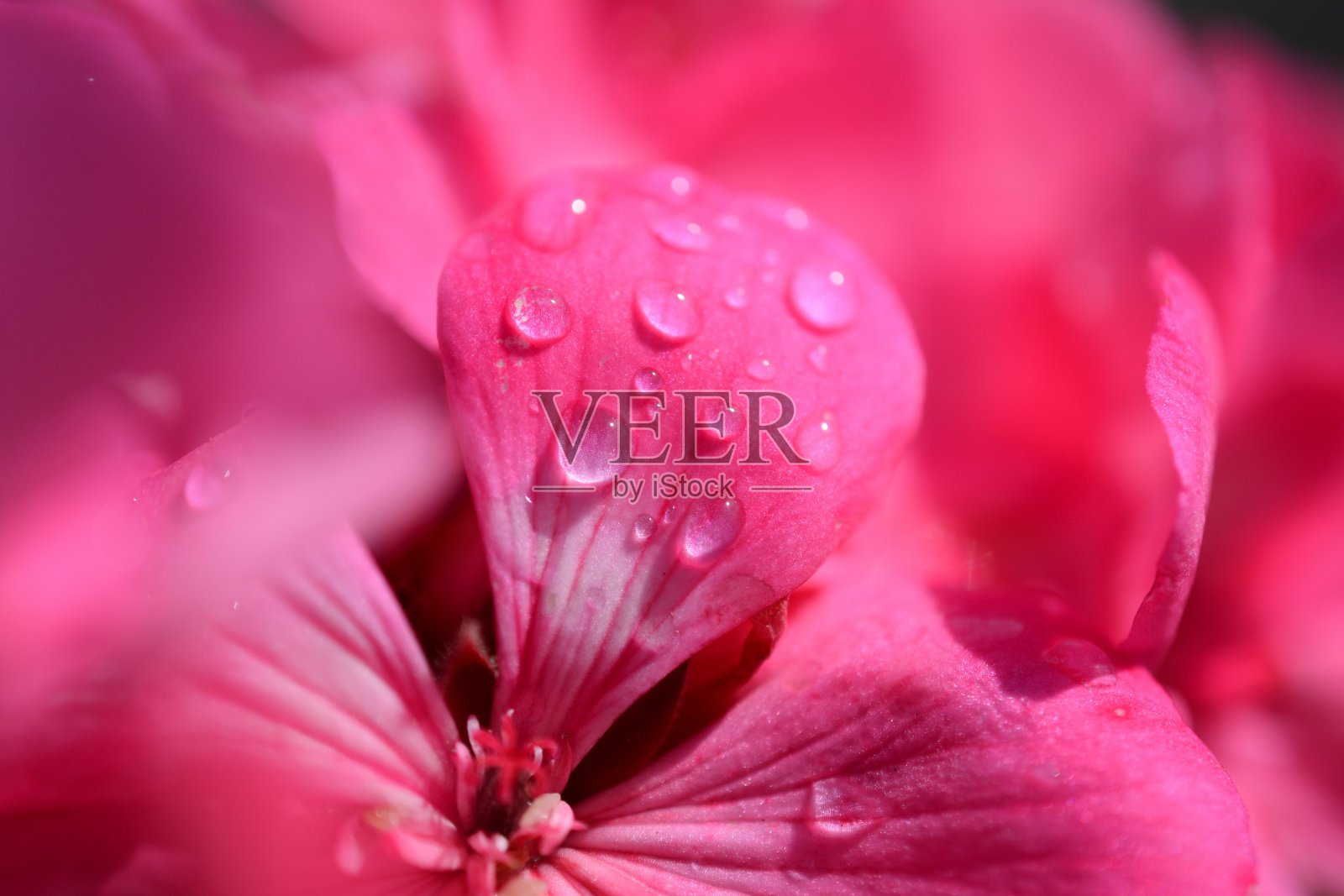 雨后照片摄影图片