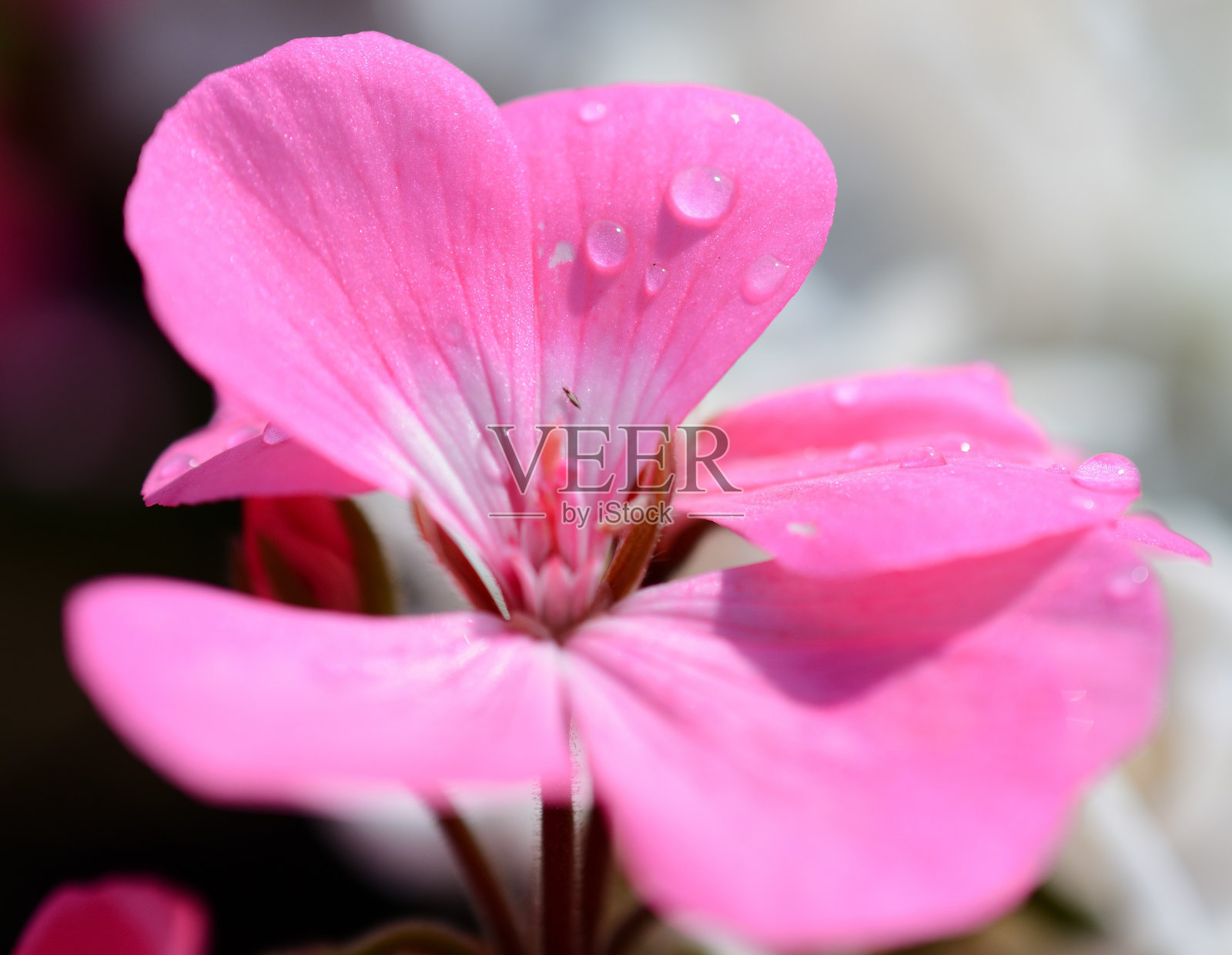 雨后阳光照片摄影图片