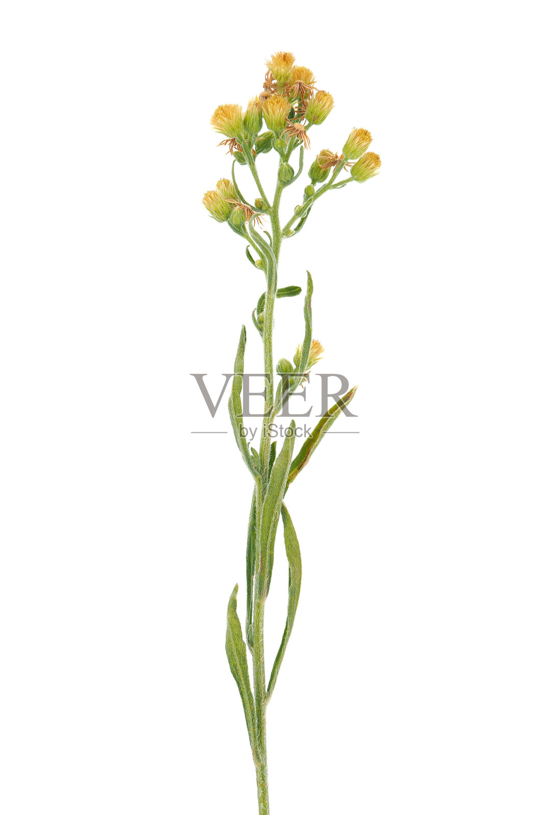 在白色背景上离生的根西岛花，苏门答腊花照片摄影图片