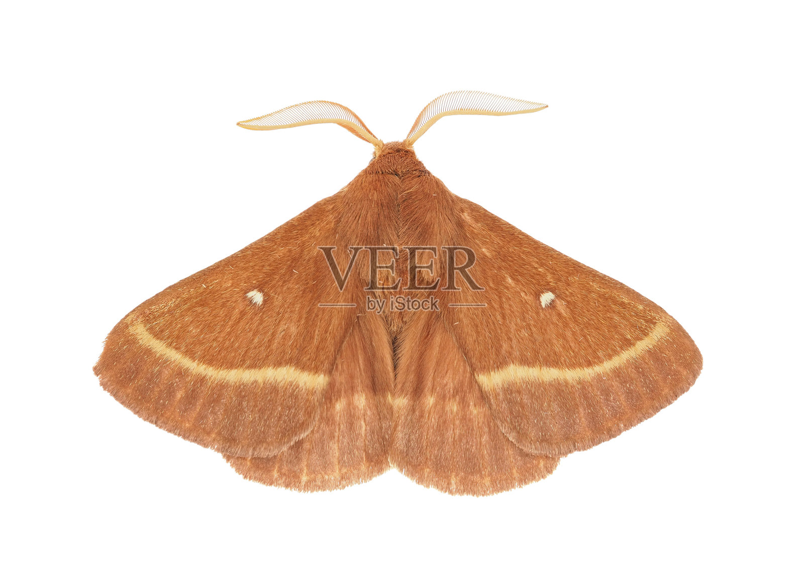 白底草卵蛾分离株，Lasiocampa trifolii照片摄影图片