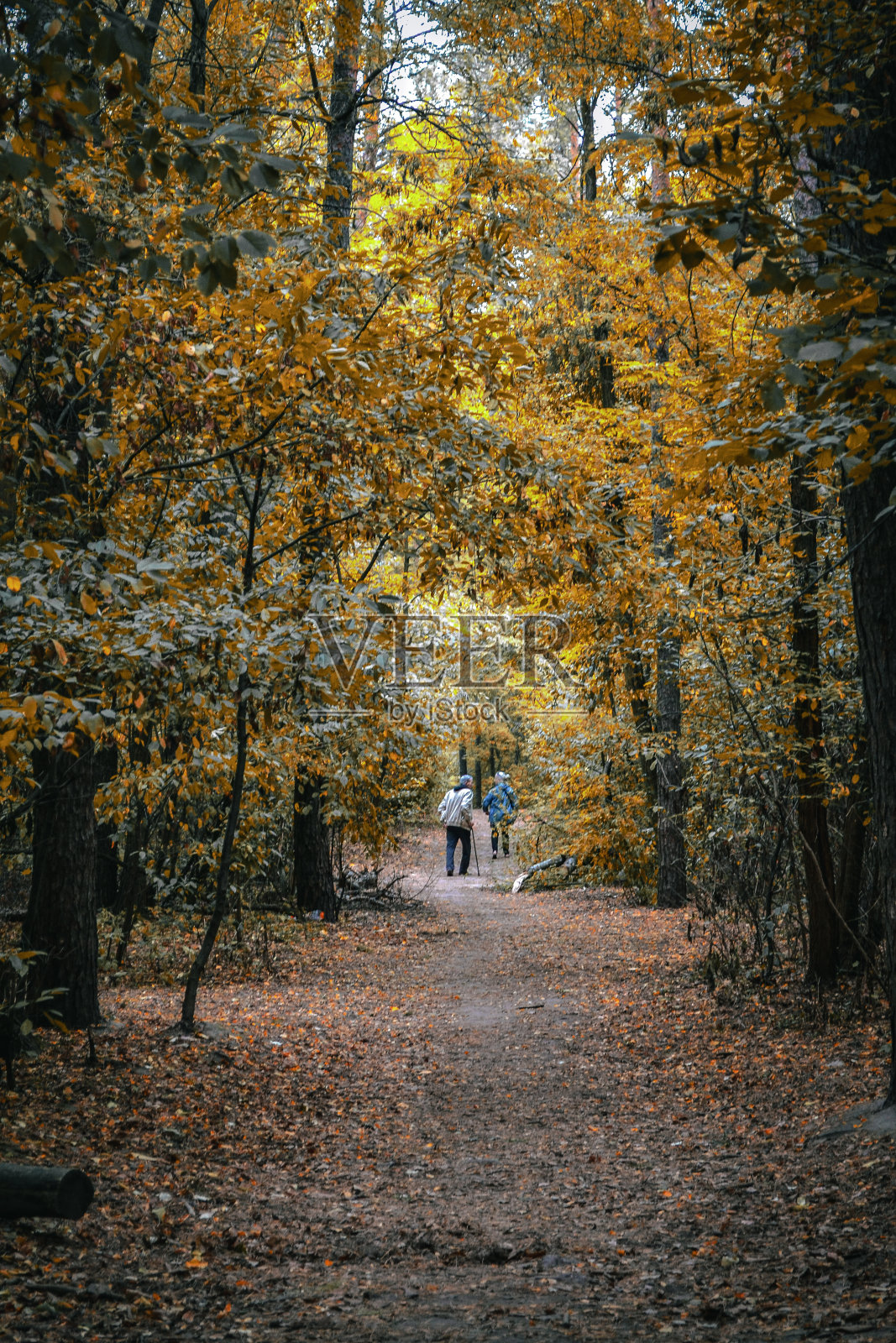 一对倚着身子走在秋林里的情侣照片摄影图片