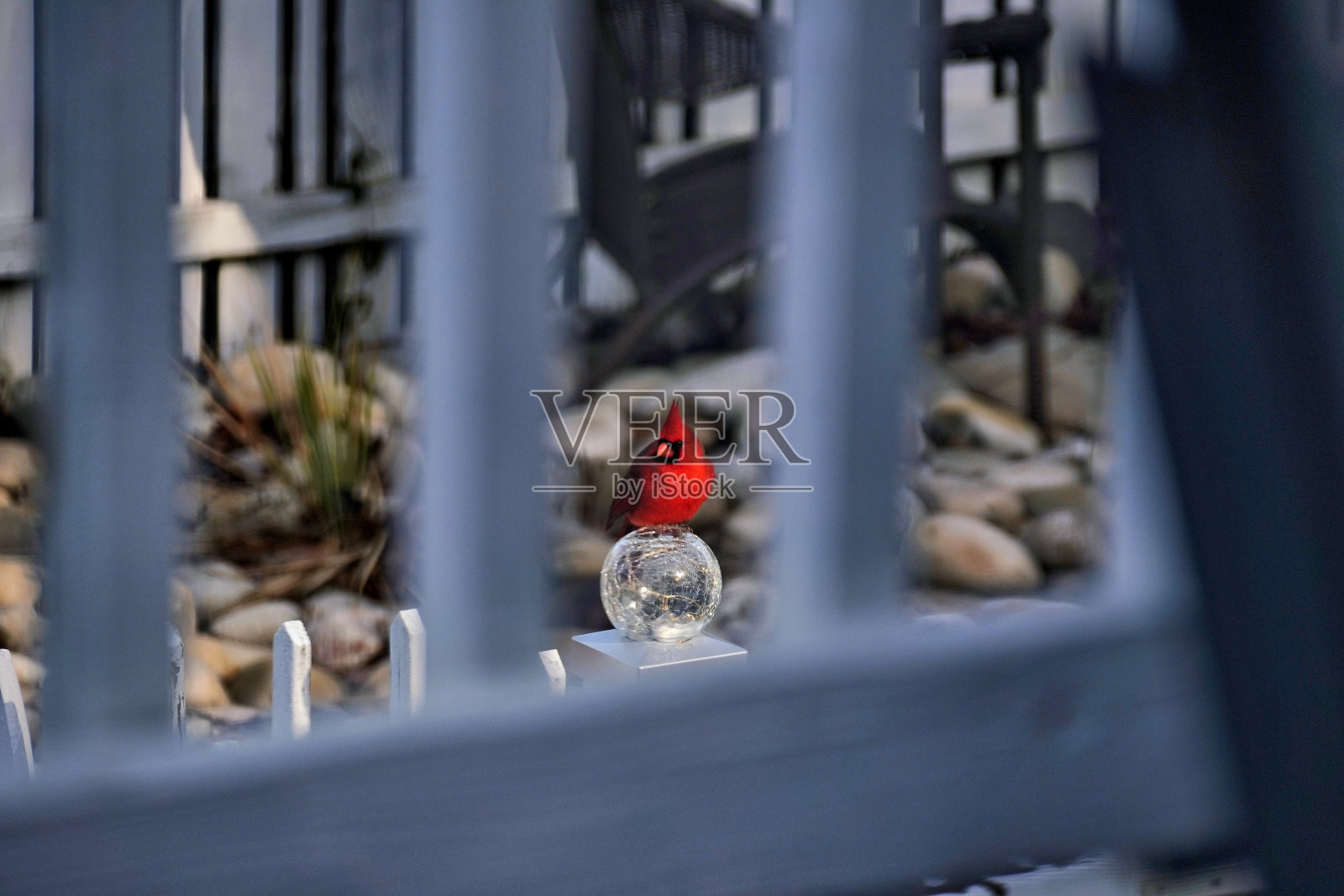 红色雄性红衣主教栖息在花园的玻璃观景球上照片摄影图片