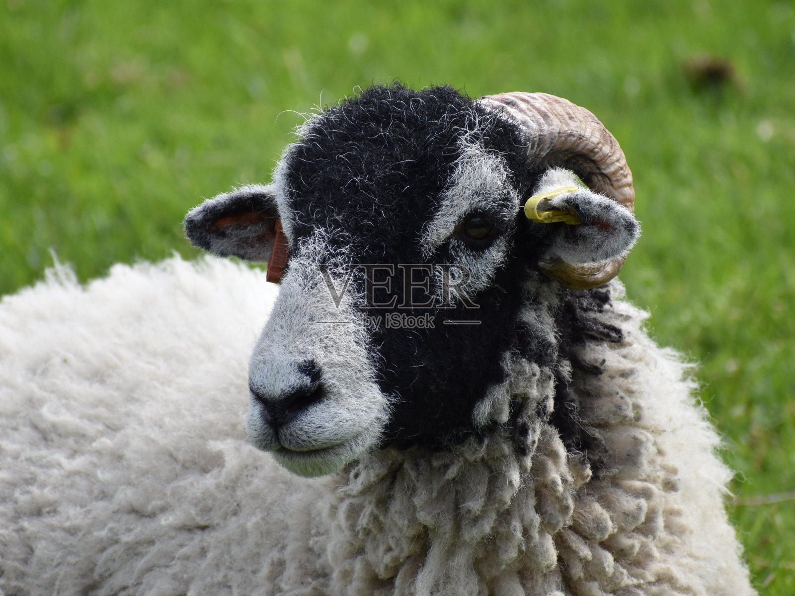 羊照片摄影图片