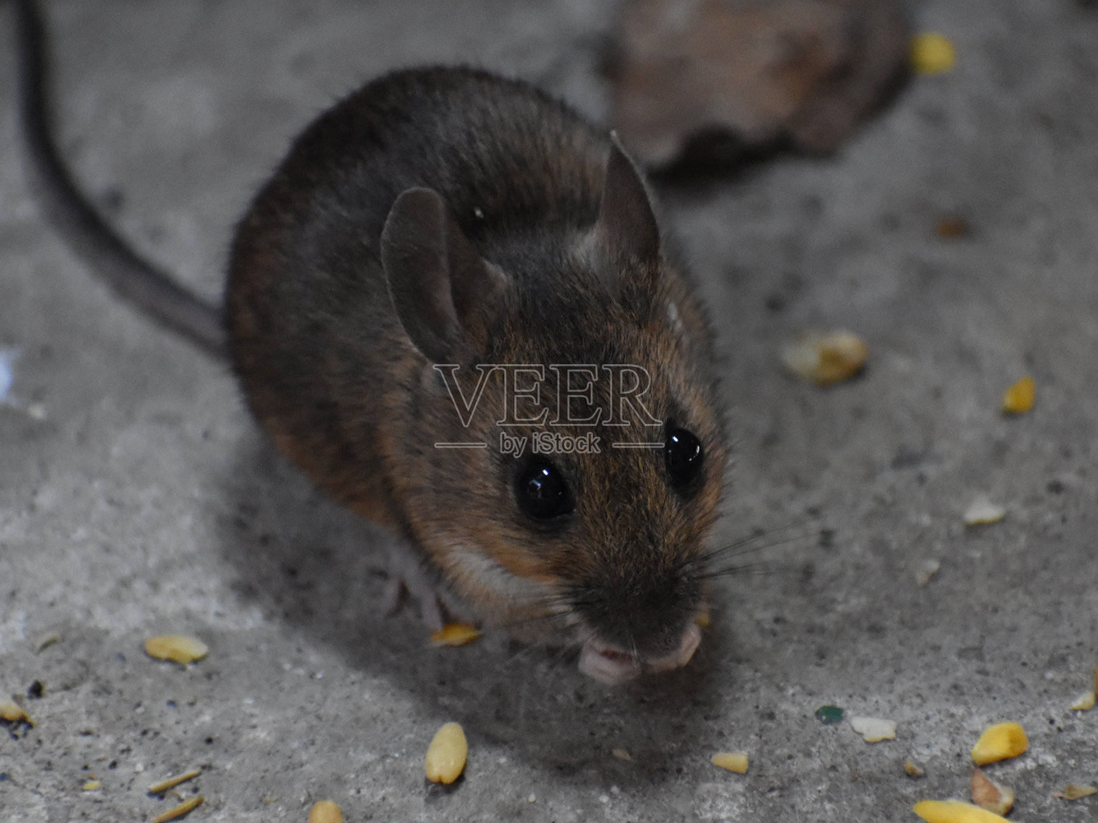 木头老鼠照片摄影图片