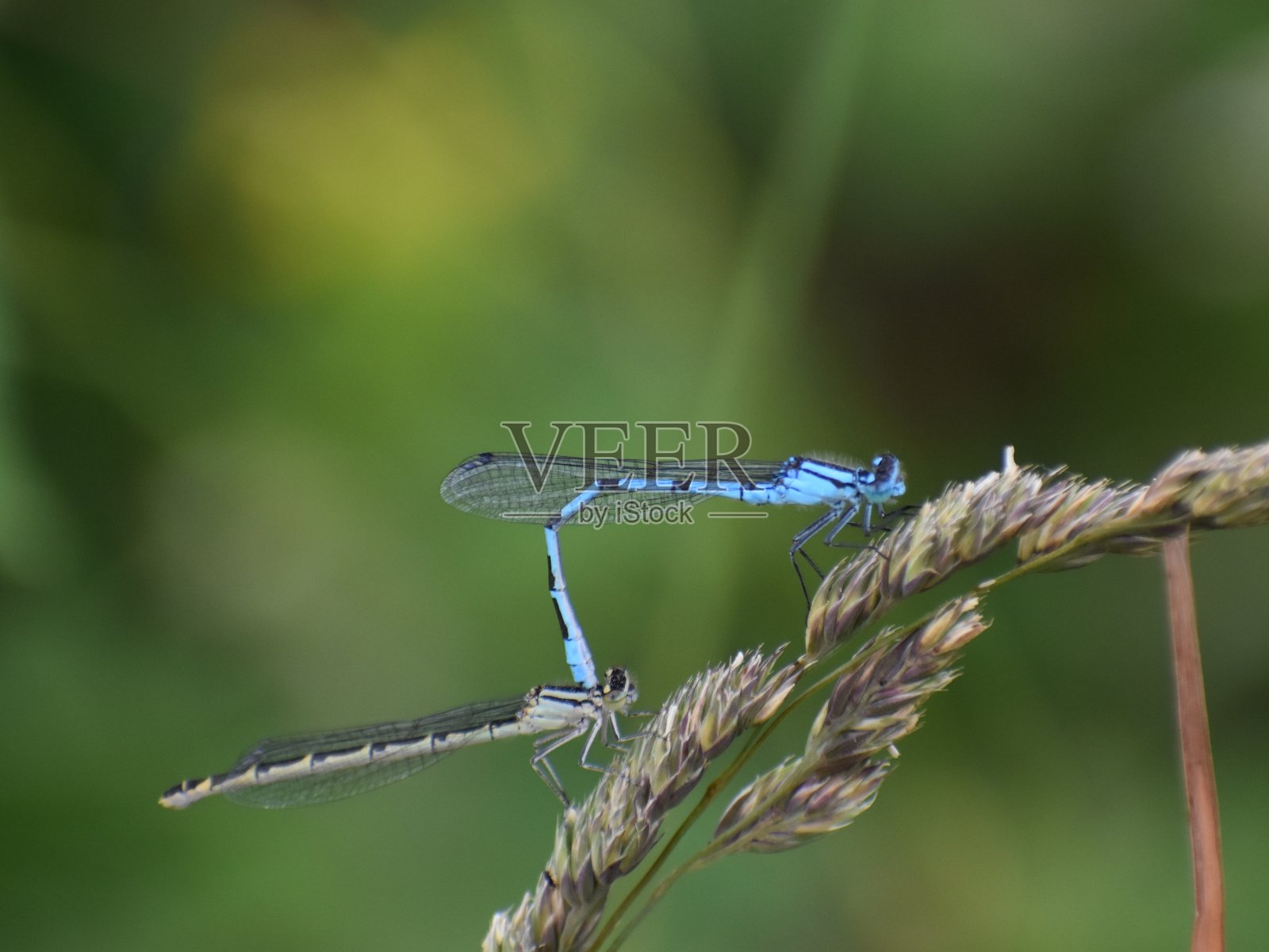 普通的蓝豆娘照片摄影图片