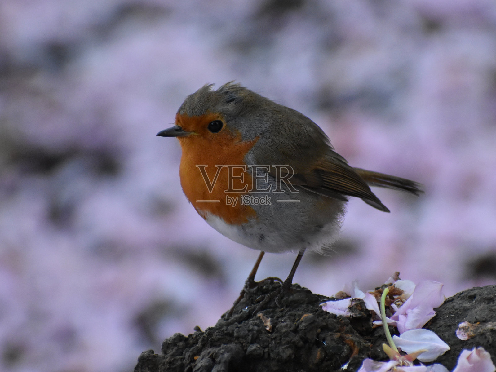 红胸罗宾照片摄影图片