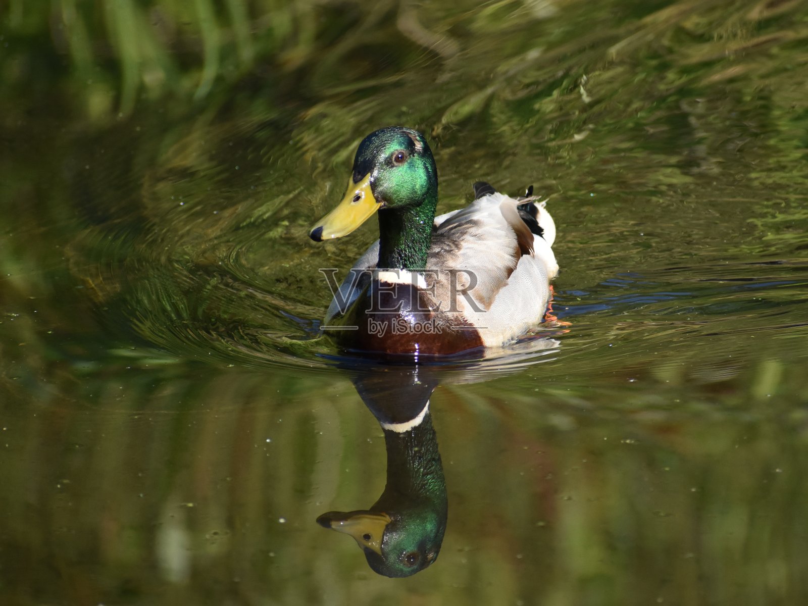 鸭照片摄影图片