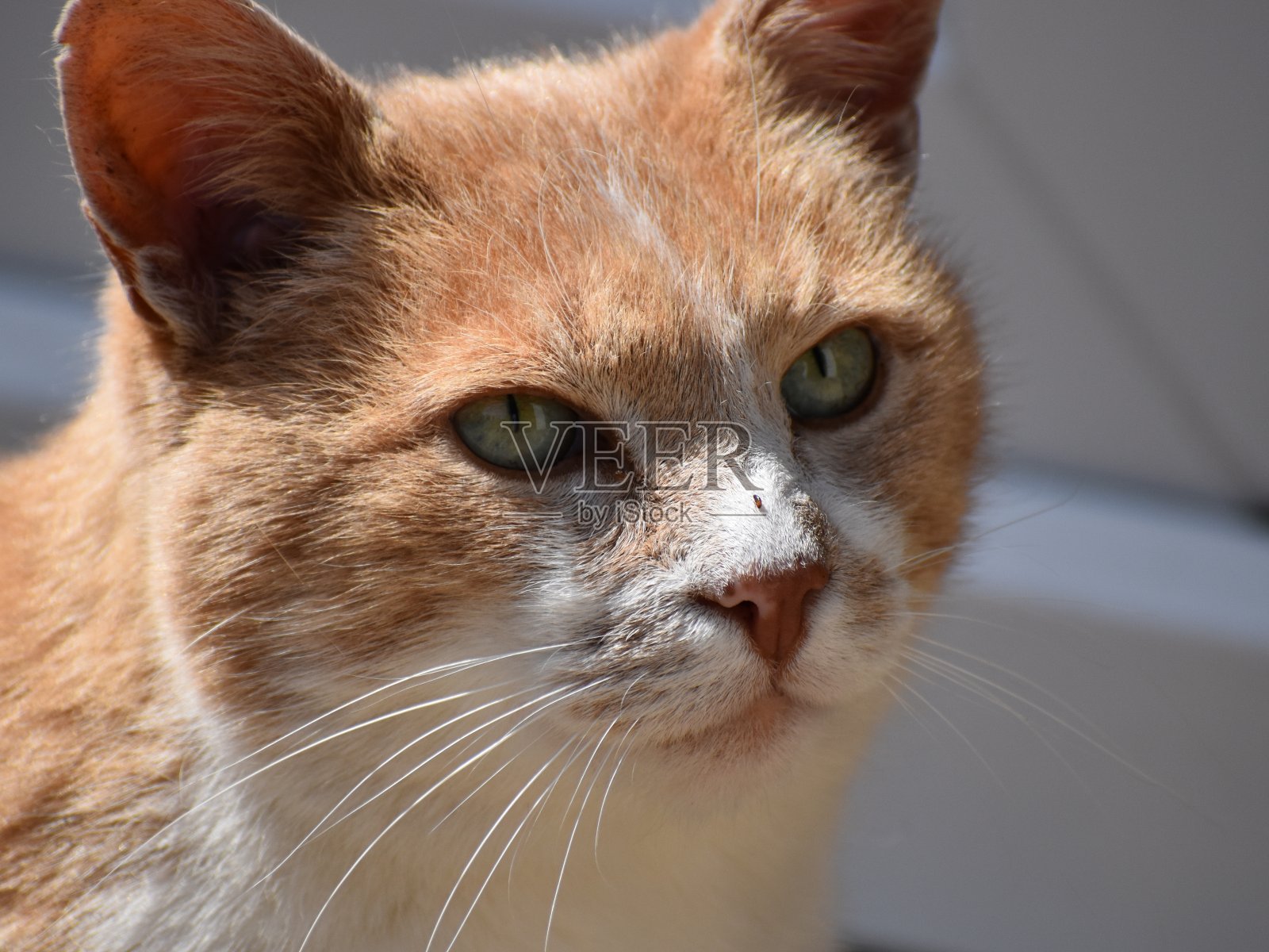 猫照片摄影图片