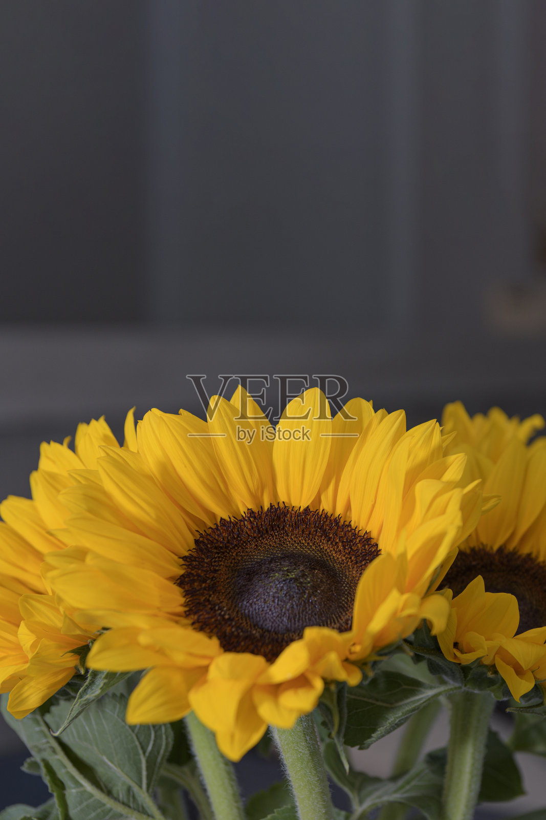 向日葵在房间黑暗的背景下特写。垂直格式照片摄影图片