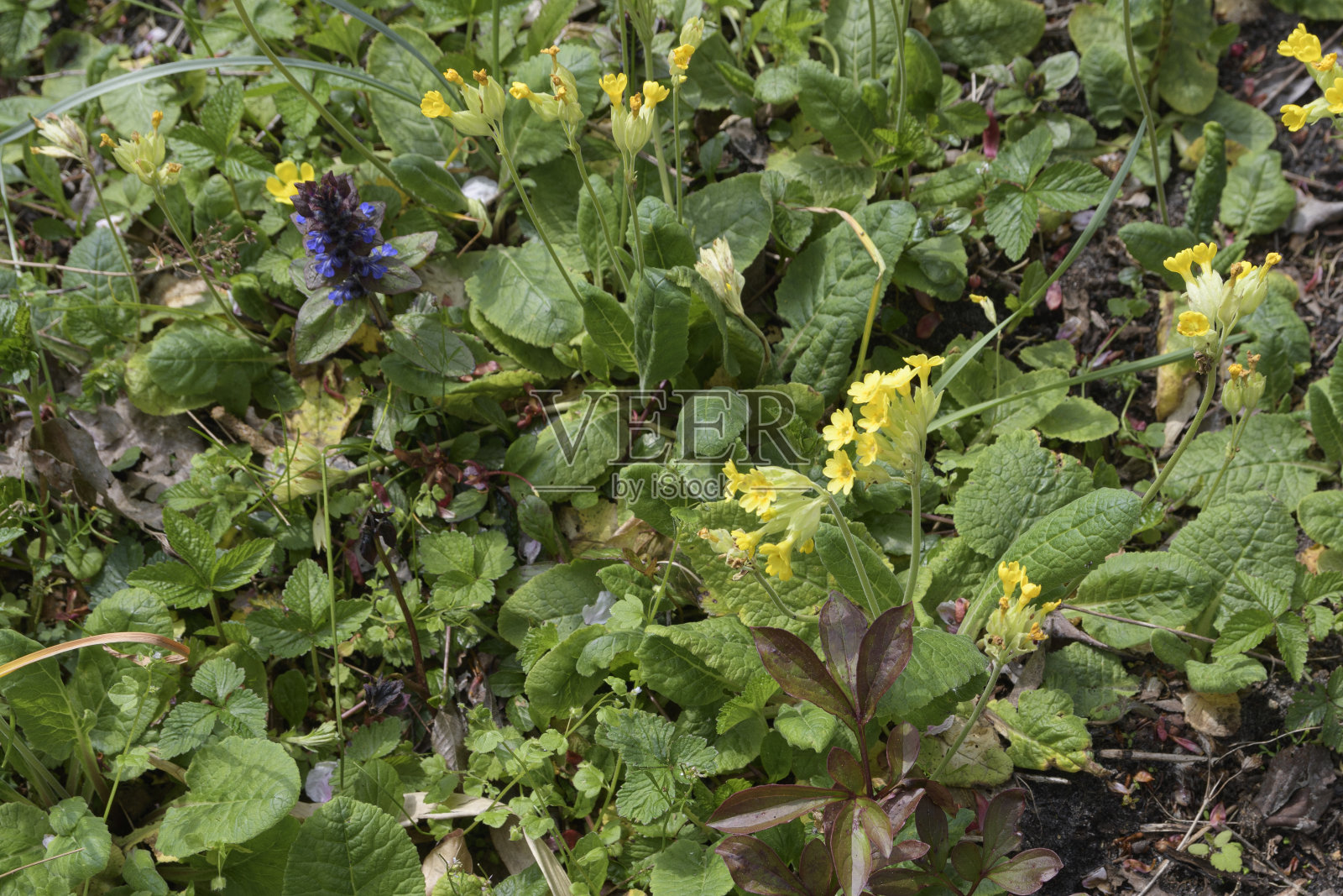 报春花自然界中的报春花。黄色的乡间花园花，春天的时候照片摄影图片
