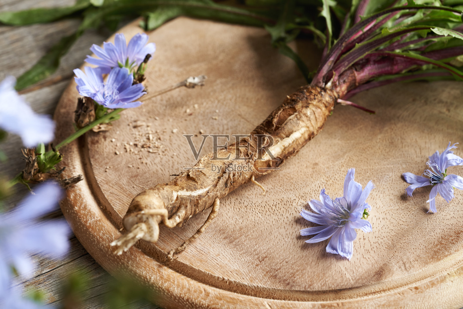 新鲜的野生菊苣根放在桌子上，近距离观察照片摄影图片