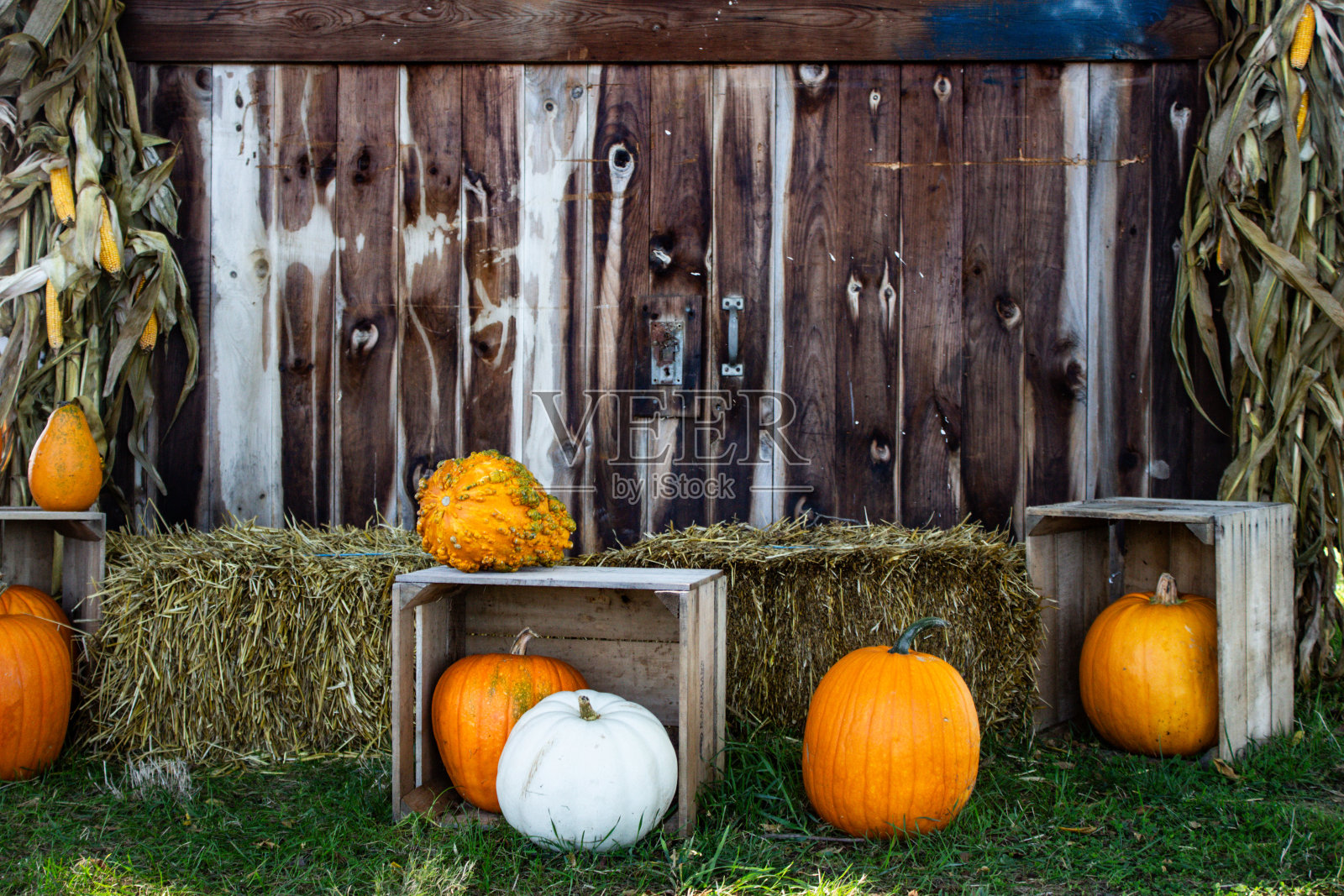 一个质朴的木制谷仓前的万圣节南瓜。照片摄影图片