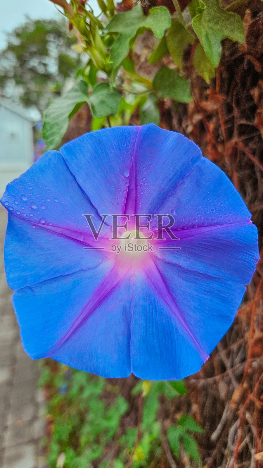 蓝色牵牛花照片摄影图片