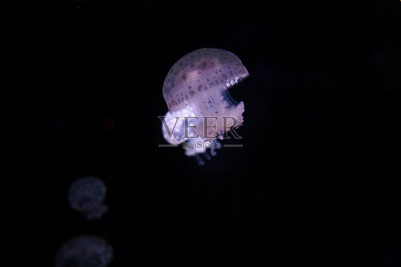 巴黎水族馆，煎蛋水母是一种相当耐寒和有弹性的物种照片摄影图片