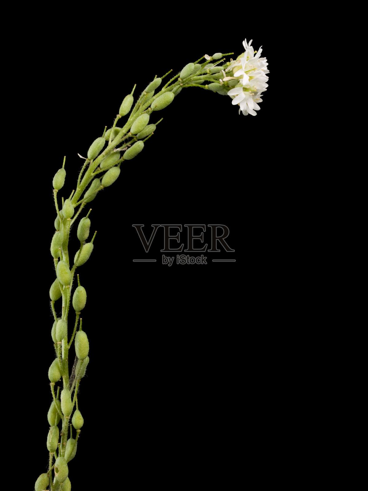 古老的香雪球照片摄影图片