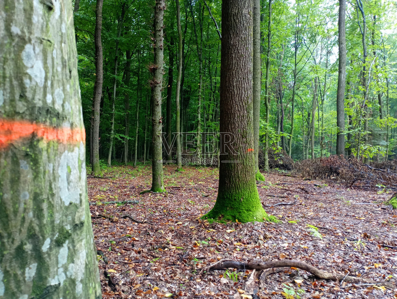 森林生态系统被无情的砍伐所破坏。这些树用特殊的油漆做了标记，表示砍伐森林。迫使森林砍伐。照片摄影图片