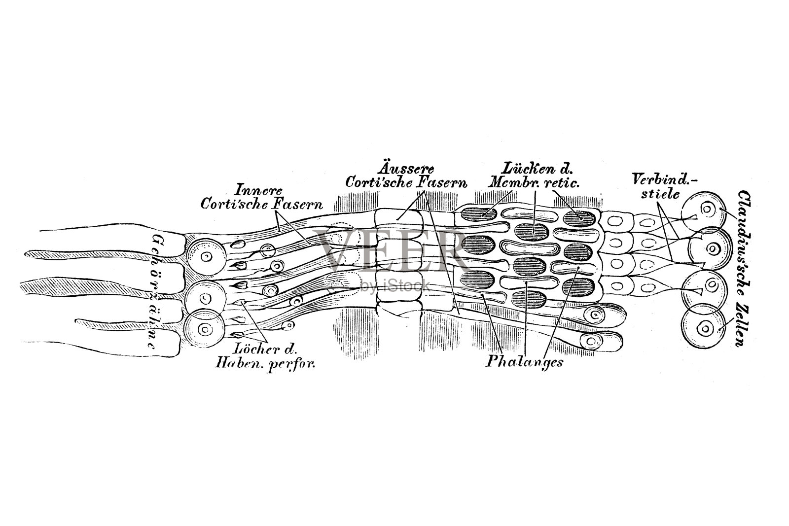 耳廓是内耳的一个器官，位于耳蜗内，有助于听音插画图片素材