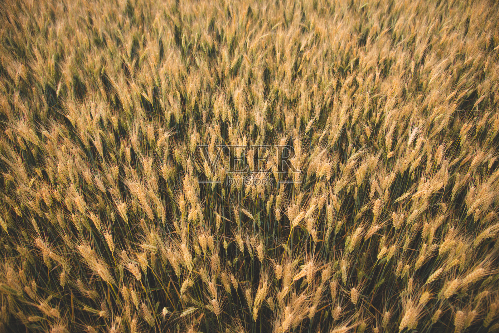 初夏的小麦田。俯视图农业景观与年轻的金色和绿色小麦穗照片摄影图片