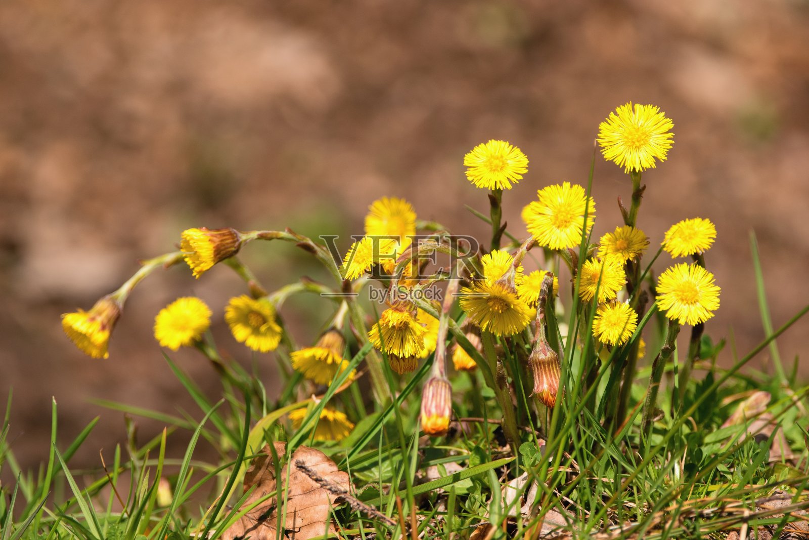 Tussilago farfara通常被称为荠菜。照片摄影图片