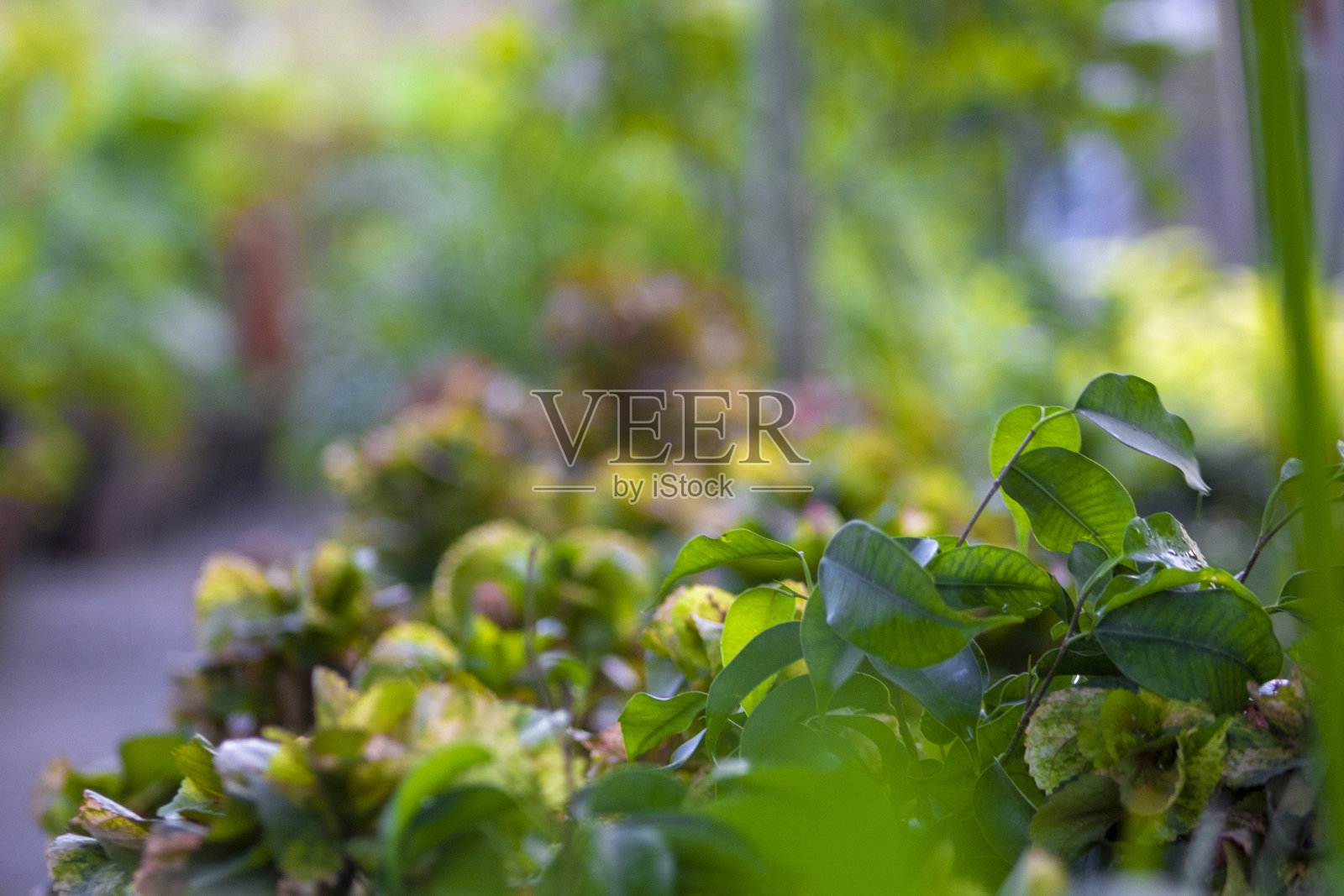 花园新鲜植物背景和壁纸照片摄影图片