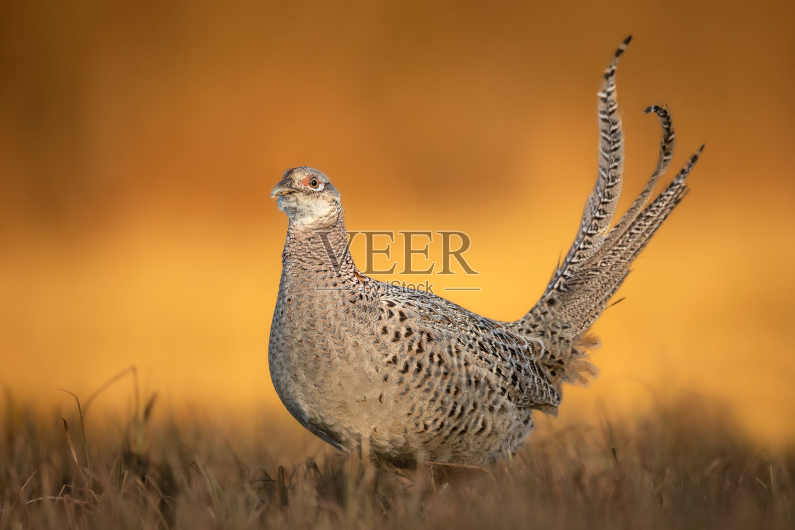 普通野鸡，环颈雉，秋季野生动物，波兰，欧洲照片摄影图片