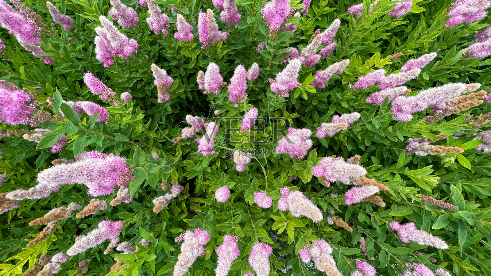 粉色花朵盛开的俯视图照片摄影图片