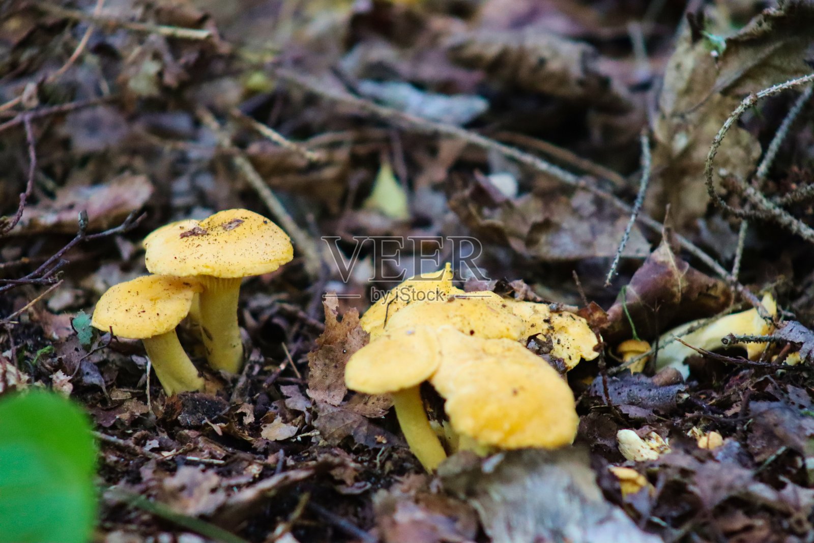 鸡油菌，一种生长在森林里的黄色蘑菇照片摄影图片